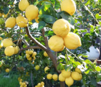 limoni