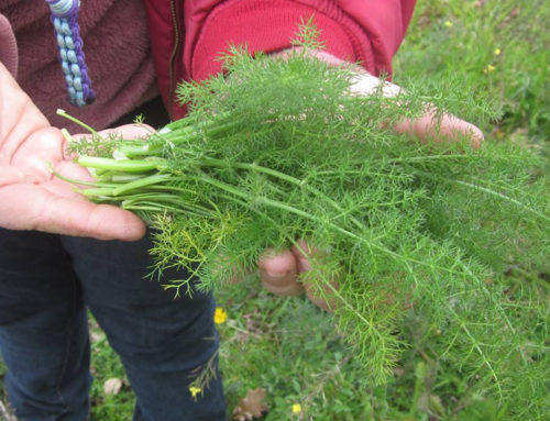 Verdure spontanee e mangerecce