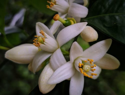 Profumo e aroma di Zagara per un’esperienza paradisiaca