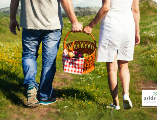 Un pic nic in campagna per sentirsi più a contatto con la Natura